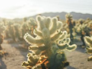 Sustainable Tourism Certification Programs Verify Eco Credentials
